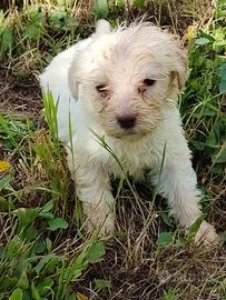 Lagotto romagnolo da tartufi