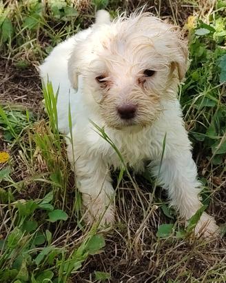 Lagotto romagnolo da tartufi