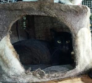 Gatto Nero