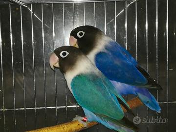 Coppia insep mascherato cobalto x cobalto viola