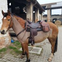 Cavalla 9 anni brava in campo e in trekking