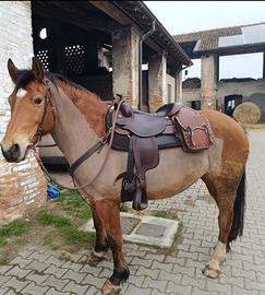 Cavalla 9 anni brava in campo e in trekking