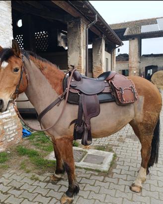 Cavalla 9 anni brava in campo e in trekking