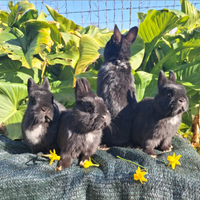 Coniglietto nano avana