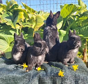 Coniglietto nano avana