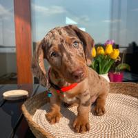 Cuccioli di bassotto tedesco arlecchino