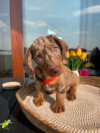 Cuccioli di bassotto tedesco arlecchino
