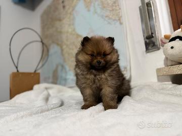 Cucciolo volpino Pomerania Spitz