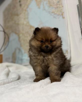Cucciolo volpino Pomerania Spitz