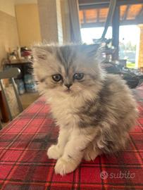 Gatto persiano