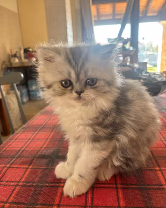 Gatto persiano