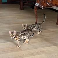 Gattini Bengala - 4 mesi e mezzo