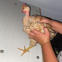 Gallo collo nudo