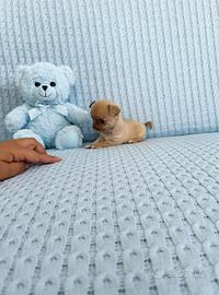Chihuahua mini toy