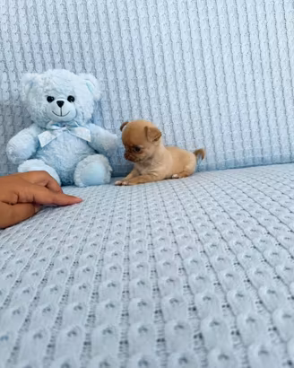 Chihuahua mini toy