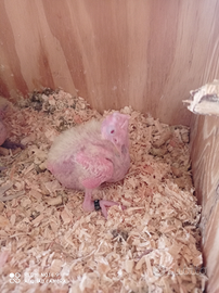 Pappagalli calopsite