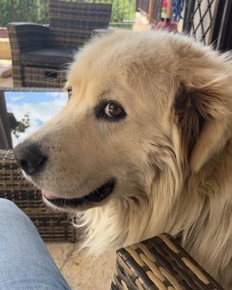 Cuccioli pastore Maremmano Abruzzese