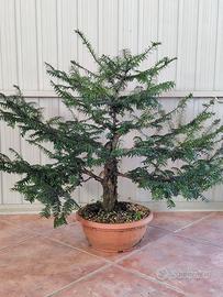 Pre bonsai di Tasso