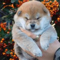 Meraviglioso cucciolo Shiba