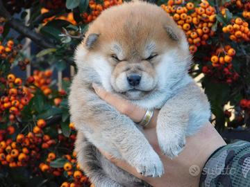 Meraviglioso cucciolo Shiba