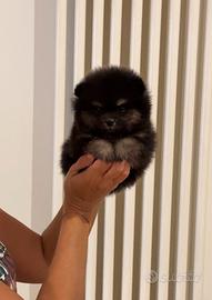 POMERANIA MASCHIO BLACK AND TAN