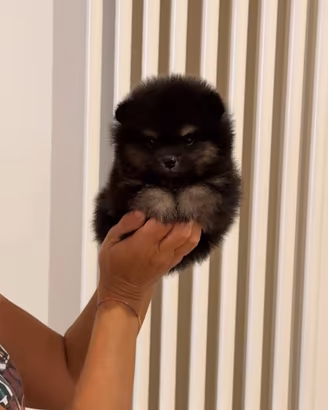 POMERANIA MASCHIO BLACK AND TAN