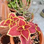 Talee Coleus variegato