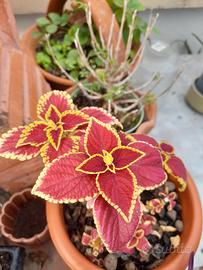 Talee Coleus variegato