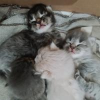 GATTINI SIBERIANI di pura razza