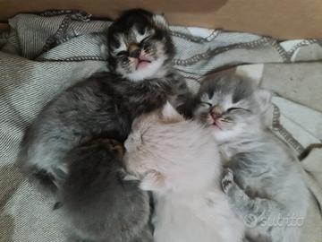 GATTINI SIBERIANI di pura razza