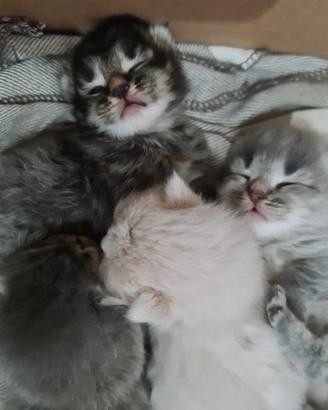 GATTINI SIBERIANI di pura razza