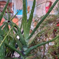 Aloe vera 