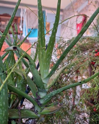 Aloe vera 