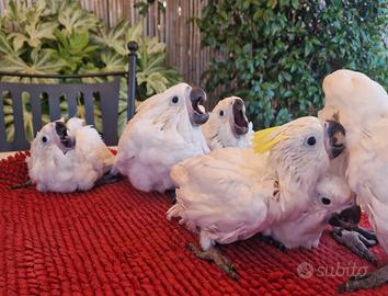 Cacatua Alba