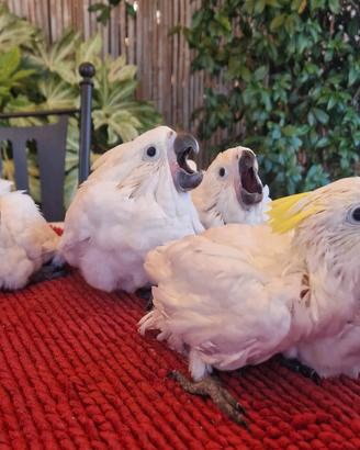 Cacatua Alba