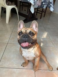 Bulldog Francese da monta