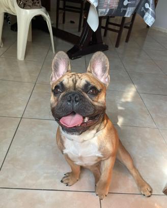 Bulldog Francese da monta