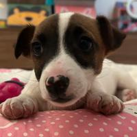 Jack Russell
