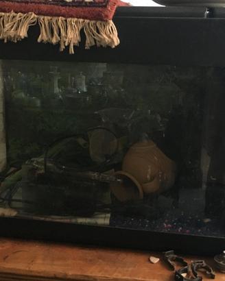 Acquario