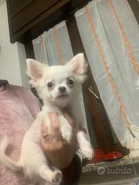 Chihuahua pelo lungo