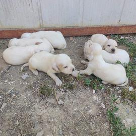 Cani Setter