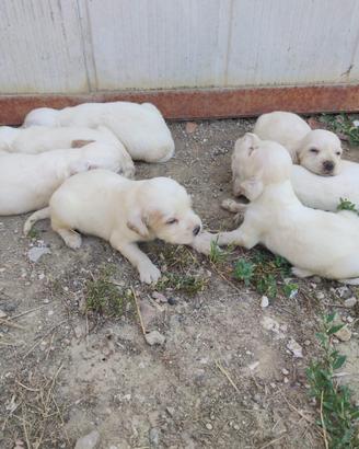 Cani Setter