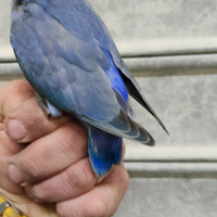 Inseparabile blu cobalto all a mano