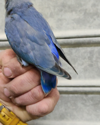 Inseparabile blu cobalto all a mano