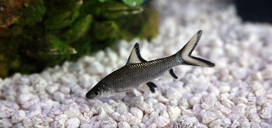 Coppia Bala Shark 