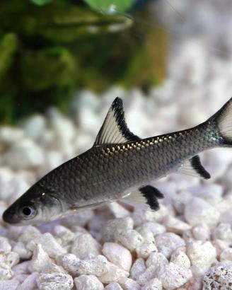 Coppia Bala Shark 