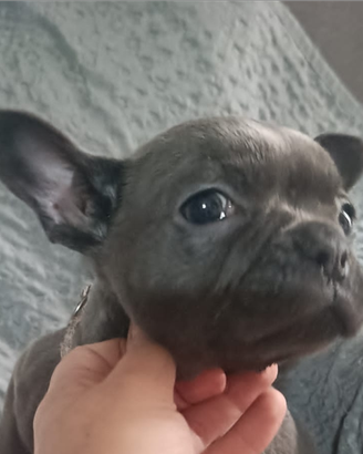 Bulldog francese