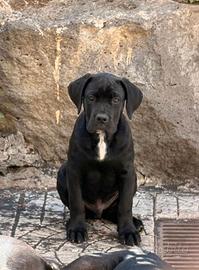 Cuccioli cane corso