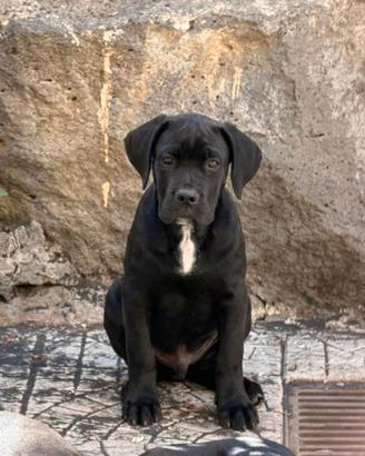 Cuccioli cane corso