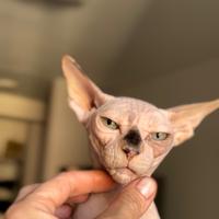 Canadian Sphynx